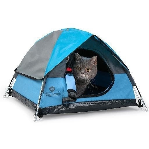 Cat Camp