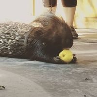 Alfonso Fonzi Delgado