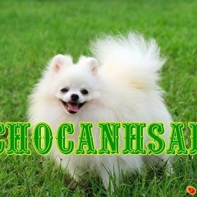 Chó Cảnh Sài Gòn