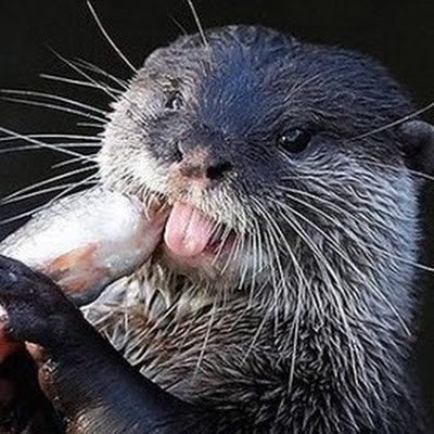 Lutra Lutra