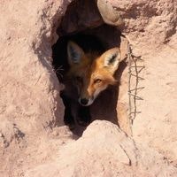 דָּוִד אַהֲרֹן הלֵוִי בראניאטאווסקי