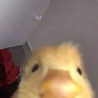 César Aarón Vélez Cornejo