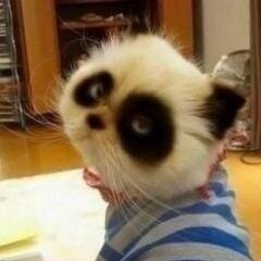 panda_cat_