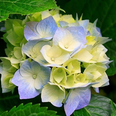 عبدة المؤمن الشلفي