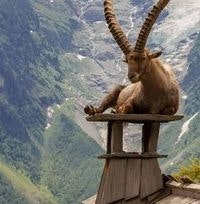 Shahzaib Khan Afridi