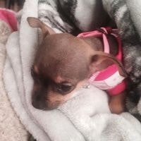 Sandy E Ford-Dresser