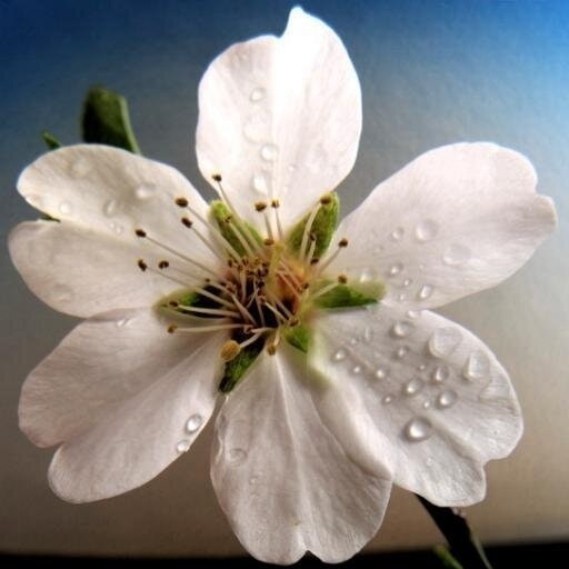 ישראל כץ ריד קסטל