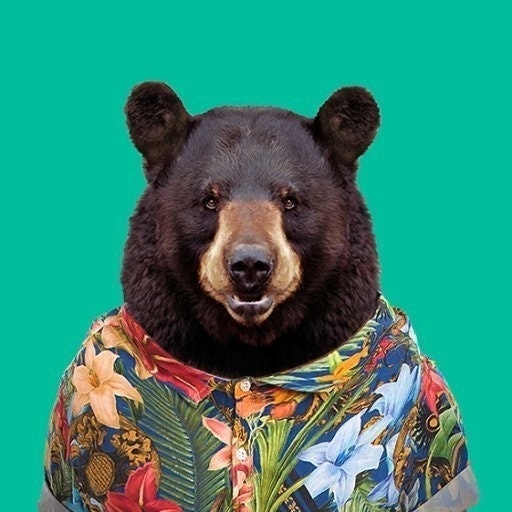Bear