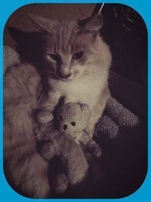 Kathy DeLuque (flan)