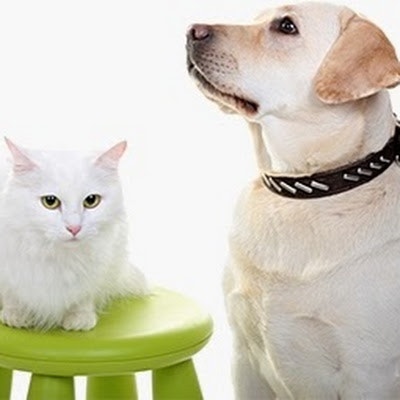 DiscountPetCare