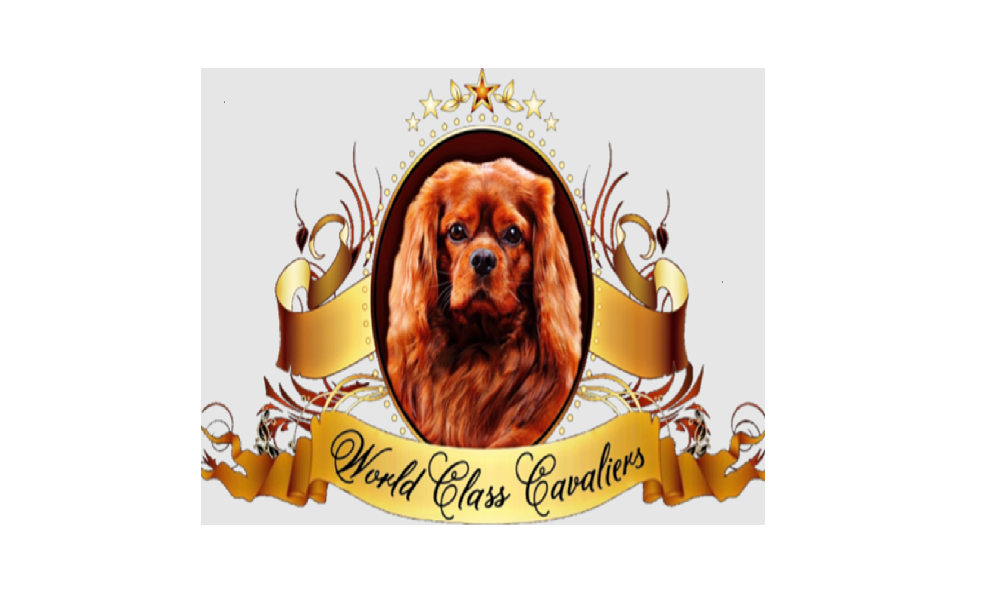 World Class Cavaliers LLC