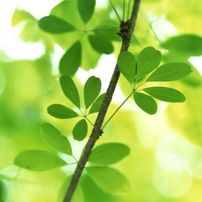 OllieFunny The Great