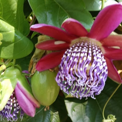 fredi walter schmidt