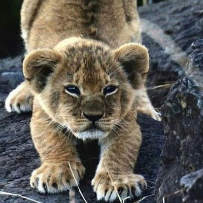 Carlos Daniel Jaimes Retiguin