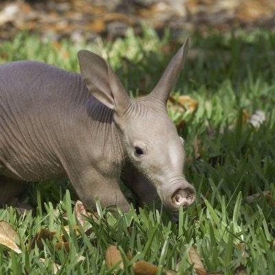 Axiomatic Aardvark