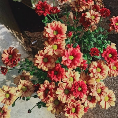 Thị Thảo Uyên Nguyễn