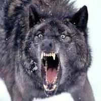 Jaffer Hussain Janjua