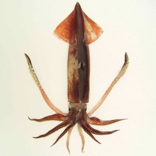 もちゃ もちゃぴ