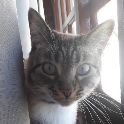 Matheus Dias Batista Sanches