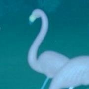 Светлана Горшкова