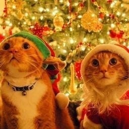 Счастливое Счастье