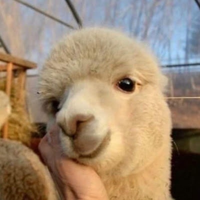 Мария Илюхина