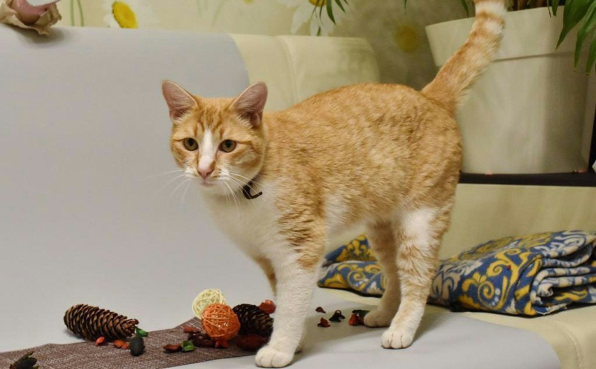 Микаса Аккерман