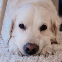 Bojana Deletic Krstevski