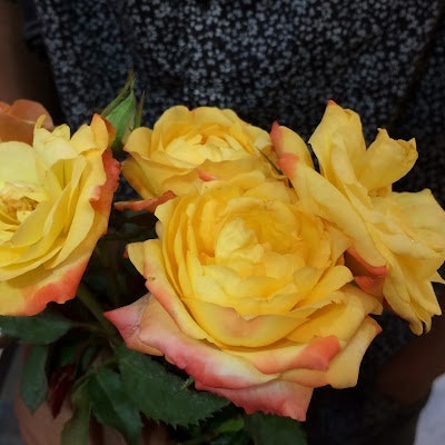 ফ্রোজেন