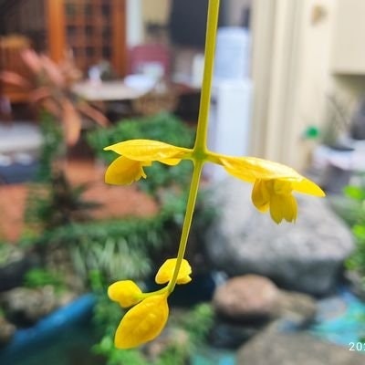 🍀🍀🍀🍀PICKNAVA&PICKAW🤑🤑CUTIE🍀🍀🍀🍀