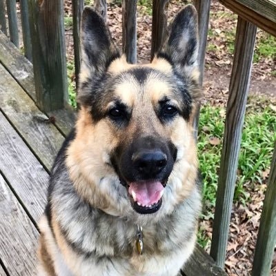 SF Demming💖🐾💜🍀