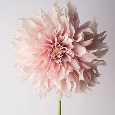 Raysa Suárez Velazco