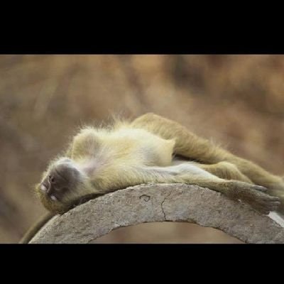 Olanrewaju TheAwakening Distinct Ek