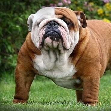 BullDog
