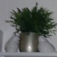 Esin Örnekol Türeli