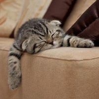 Christina NGuyen Thanh