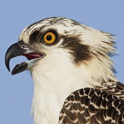 𝙊𝙨𝙥𝙧𝙚𝙮 🦇🔊