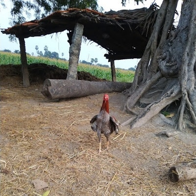 harishrao kathala