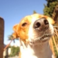 Panchii El Perro Arrugado