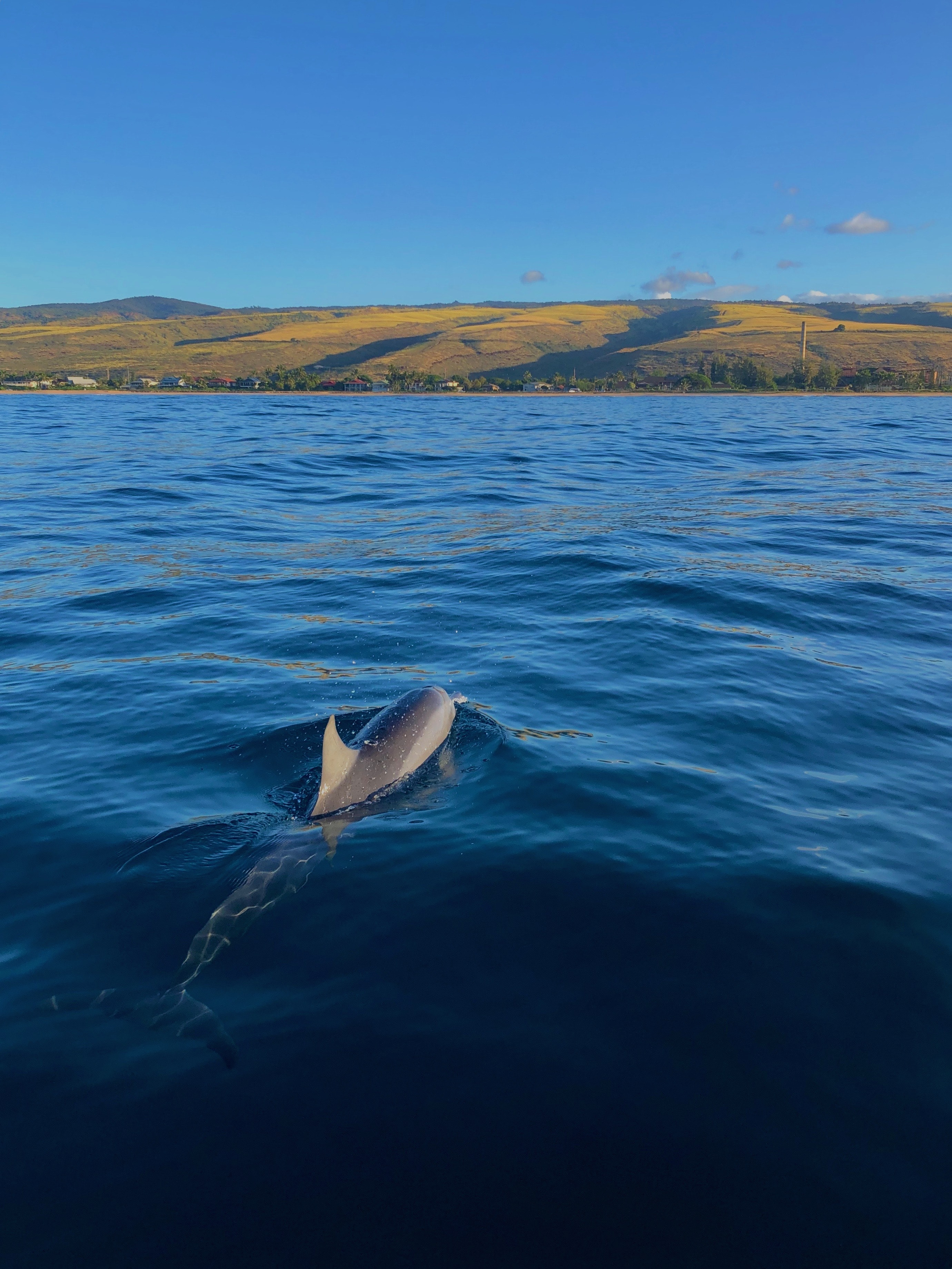 Bianca Caetano-Ferrara