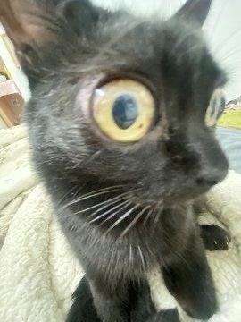 ProductHunt profile picture for @kittens