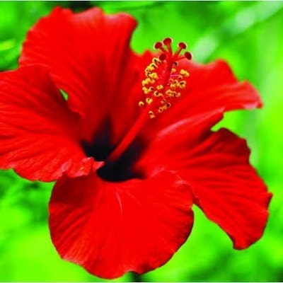 Håbîbür Ráhmàñ