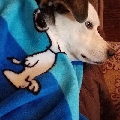 Павел Барщовский