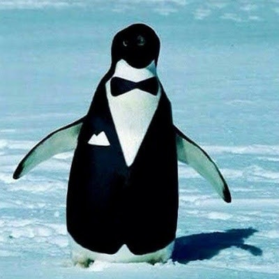 Humble Penguin