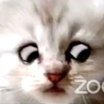 Je ne suis pas un chat