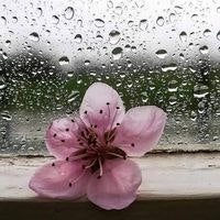 Татевик Тадевосян