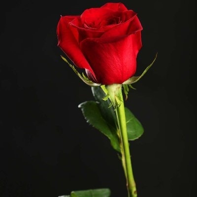 yab888.eth(🐶,🐶)🦇🔊