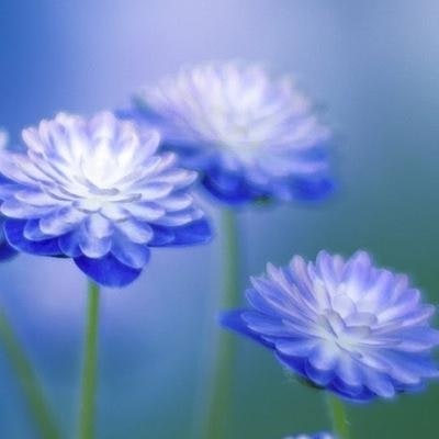 漂泊的云 （互关、互fo）