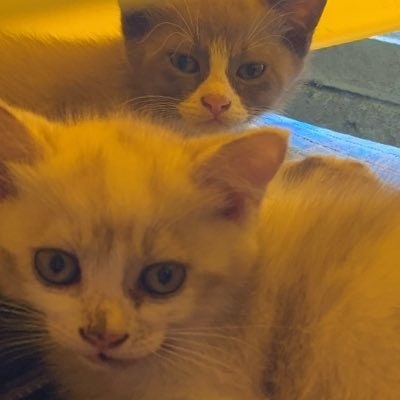 🍀 Lucky Onyaa 🐣