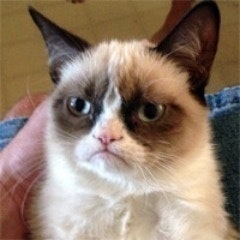 Grumpy Cat